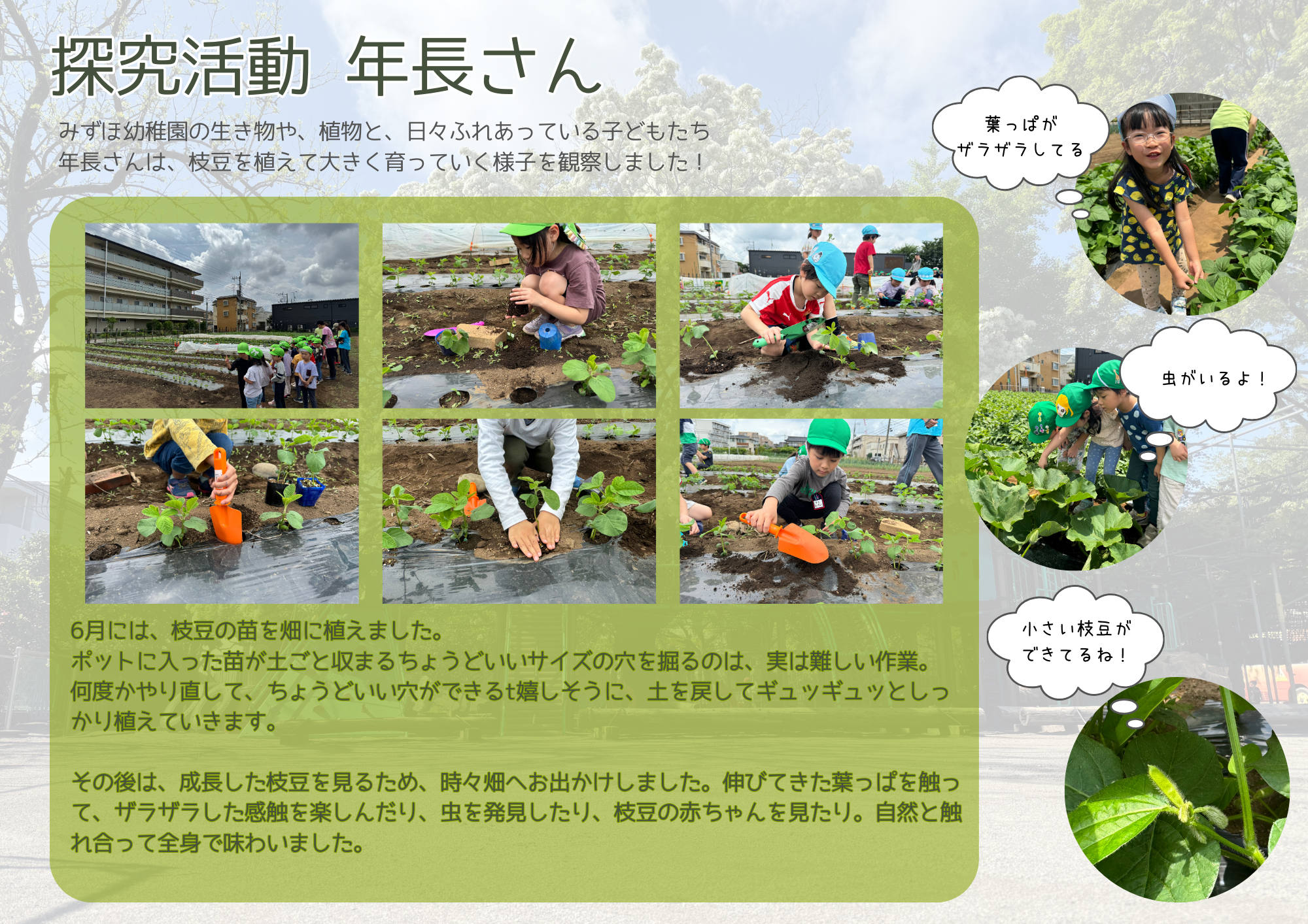 年長さん　５月・６月　探究活動